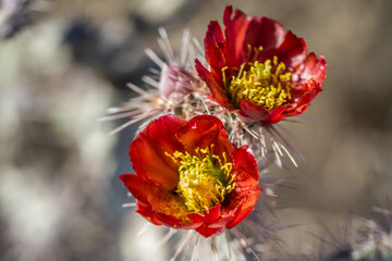 A flowering cactus in Tucson, Arizona