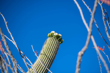 A long slender Saguaro Cactus in Tucson, Arizona