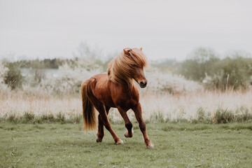 Islandic horse running free on gras field with flowers