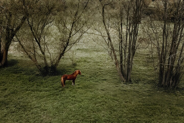 Islandic horse chestnut on gras field between trees