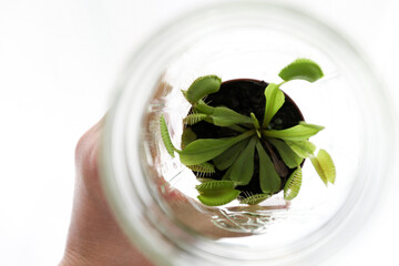 Venus Fly Trap Houseplant in glass Jar against white © Cavan