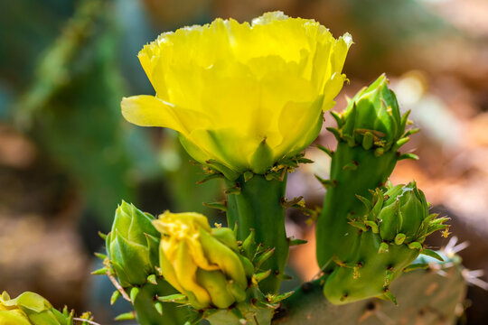 A flowering cactus in Tucson, Arizona