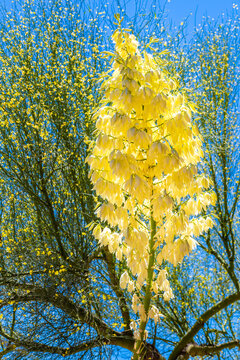 A Yucca in Tucson, Arizona