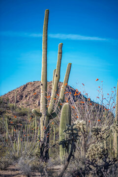 A long slender Saguaro Cactus in Tucson, Arizona