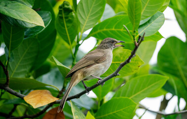 Whispers Through the Green Leaves