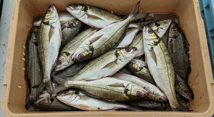 Fototapeta premium A beige plastic container holds a catch of silvery fish with dark stripes, their scales gleaming under the light