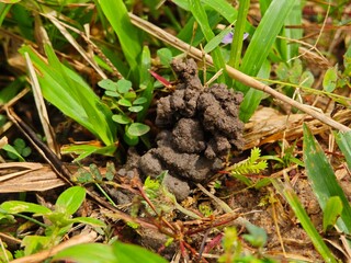 Ant hill or Ant colony nest made by digging mud from ground.
