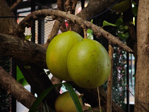Crescentia cujete L plant. Calabash Tree, Wild Calabash. 