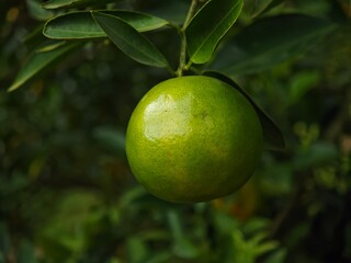 Green orange fruit in the garden.