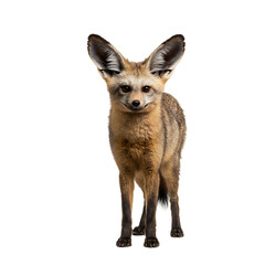 Fototapeta premium Bat-eared Fox: Stunning Wildlife Photography