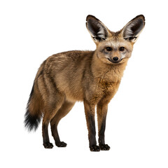 Fototapeta premium Bat-eared Fox: Majestic Canine of African Savannas