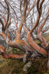 Snow gums in the rain