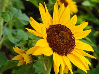 Close up shot of a yellow sunflower.