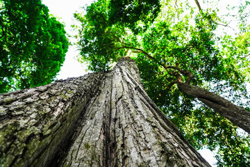 Looking up to the big and tall tropical tree trunk with green leaves of rainforest trees. From down to the treetop.Look at the tree from below for environment protection, environment friendly concept.
