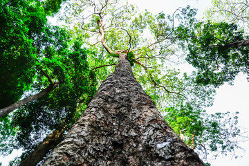 Looking up to the big and tall tropical tree trunk with green leaves of rainforest trees. From down to the treetop.Look at the tree from below for environmental concept.World Environment Day.