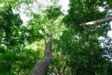 Looking up to the tall tropical tree trunk with green leaves of rainforest trees. From down to the treetop.Look at the tree from below for environment wallpaper, environment background.