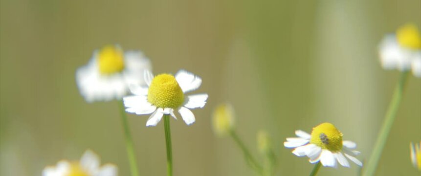 Shallow DOF flowers of Matricaria chamomilla anamorphic 4K footag
