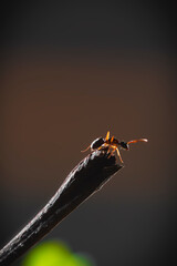 spider on a leaf