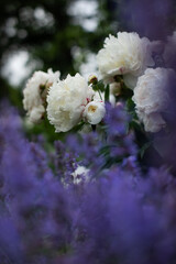 a flower bed with pearly white peonies and catnip