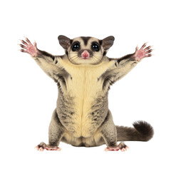 Fototapeta premium Sugar Glider: Welcoming Paws, Exceptional Pose