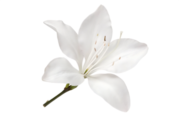  white flower isolated on white background PNG