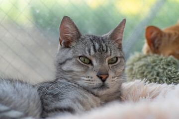 見つめる可愛い猫　サバトラ猫	