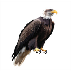Majestic Bald Eagle with Wings Spread in Flight Isolated on White Background
