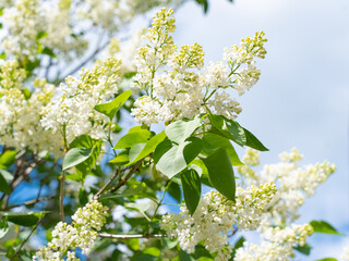 white and purple lilac, inflorescences on branches, summer day