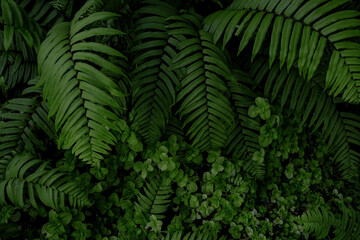 fern leaf background