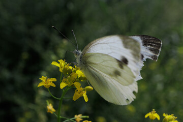 Pieris brassicae butterfly posed flower close up