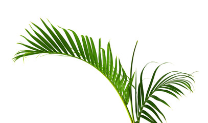 Palm leaves The green leaves of palm trees rests on white background