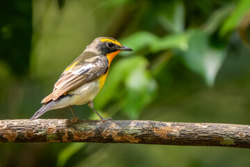 Narcissus Flycatcher - Ficedula narcissina, beautiful colored Old World flycatcher from Asian woodlands and forests, Vietnam.