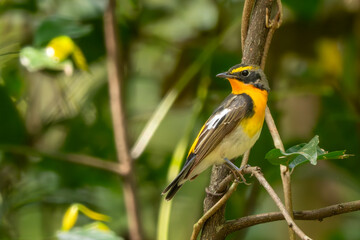 Narcissus Flycatcher - Ficedula narcissina, beautiful colored Old World flycatcher from Asian woodlands and forests, Vietnam.