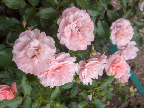 pink rose in the garden in summer