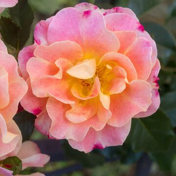 roses in the garden close up