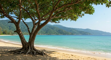 Tropical beach scene with a large shady tree