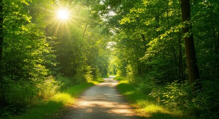Sunlight streams through a verdant forest path