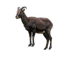 Fototapeta premium Majestic Markhor: Wild Goat, Powerful Horns, Nature Photography