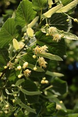 Fototapeta premium Linden Tree blossoming in june close up