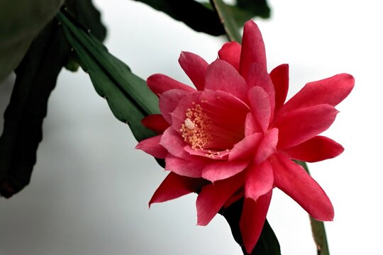 Phyllocactus-Bilder: Stock-Fotos & -Videos. | Adobe Stock