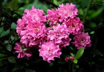 colorful pretty roses blossoming in a garden close up 