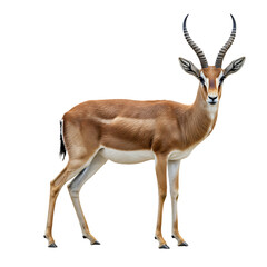 Fototapeta premium Blackbuck Antelope: Wildlife Photography of Elegant Antelope
