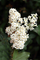clusters white  fragrant flowers of Privet - Ligustrum vulgare shrub close up 