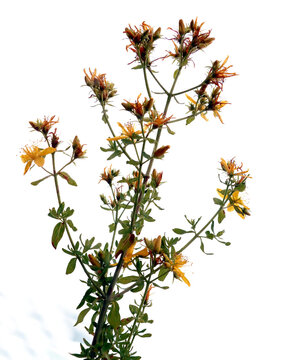 hypericum perforatum - St.John's wort blossoming close up
