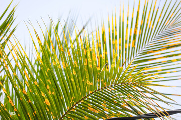 Obraz premium A leaf with yellow spots on it