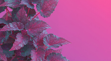 pink leaves red flower on blue begonia background