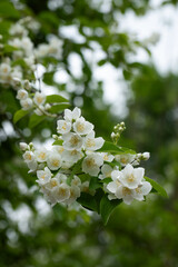 Jaśmin, jasmine