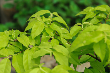 This is an ornamental plant that is common in Indonesia. I know it as the Bidara tree. Apart from the use of Bidara leaves, the fruit also has many benefits.