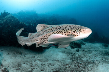 Zebra Shark (Stegostoma tigrinum) also known in Thailand as Leopard Shark at Bida pinnacle in Andaman Sea, one of dive sites near Phi Phi island in Krabi, Thailand. Marine wildlife conservation