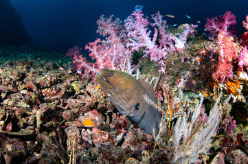 Moray eels, or Muraenidae living under the rock which is covered by soft coral in Andaman sea, Thailand. Marine life behavior